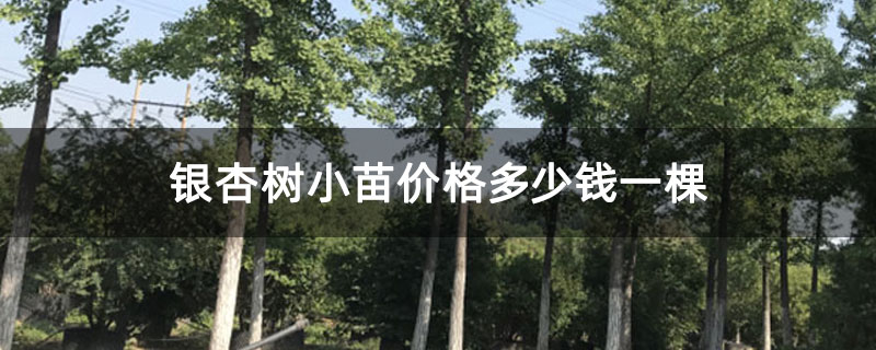 銀杏樹小苗價格多少錢一棵 銀杏樹小苗價格多少錢一棵