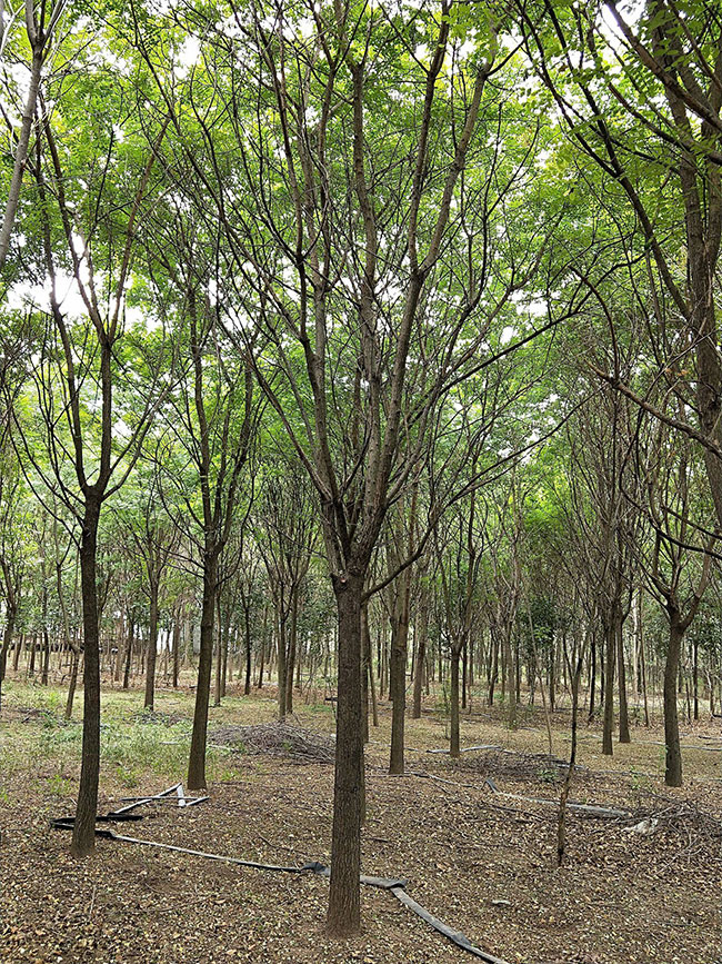 國(guó)槐