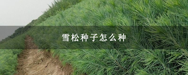 雪松小苗