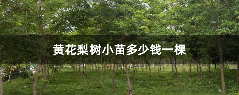 黃花梨樹小苗多少錢一棵