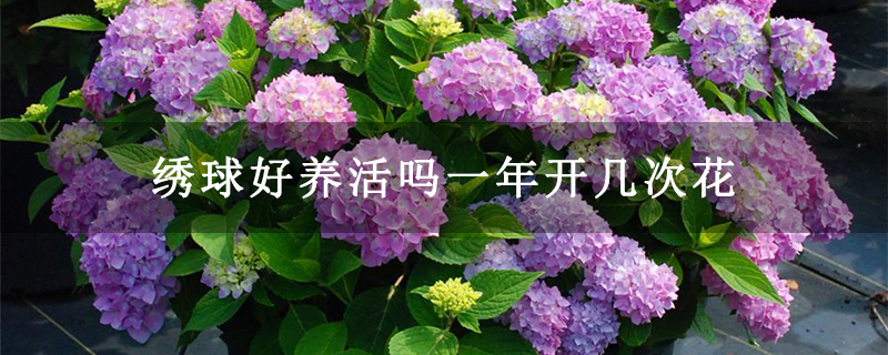 繡球好養(yǎng)活嗎一年開幾次花 繡球好養(yǎng)活嗎一年開幾次花