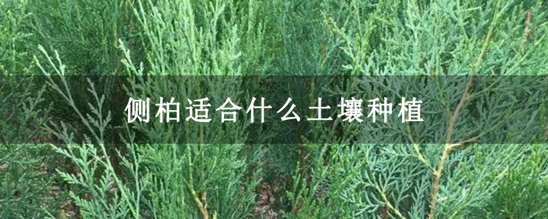 側柏適合什么土壤種植