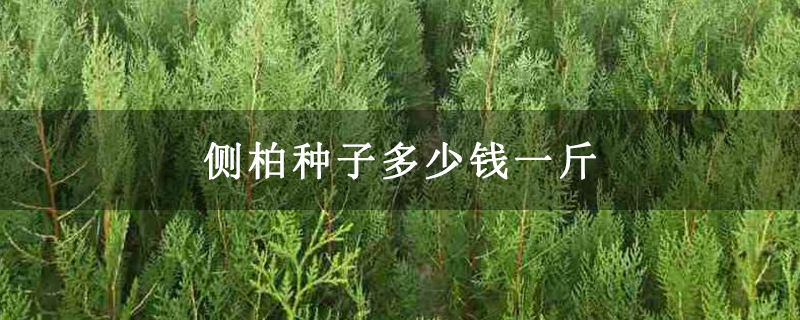 側(cè)柏種子多少錢一斤