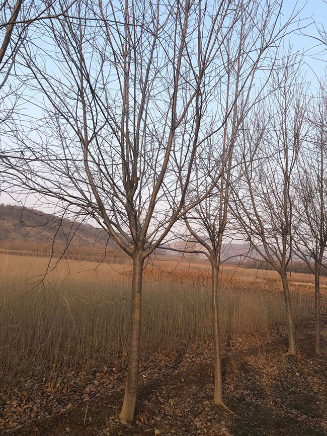 紫葉稠李前景如何?紫葉稠李市場前景分析
