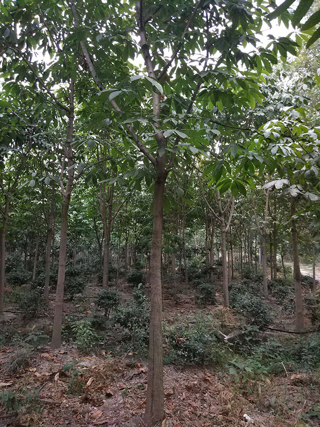 七葉樹苗木價格多少錢一棵?七葉樹種植方法和注意事項