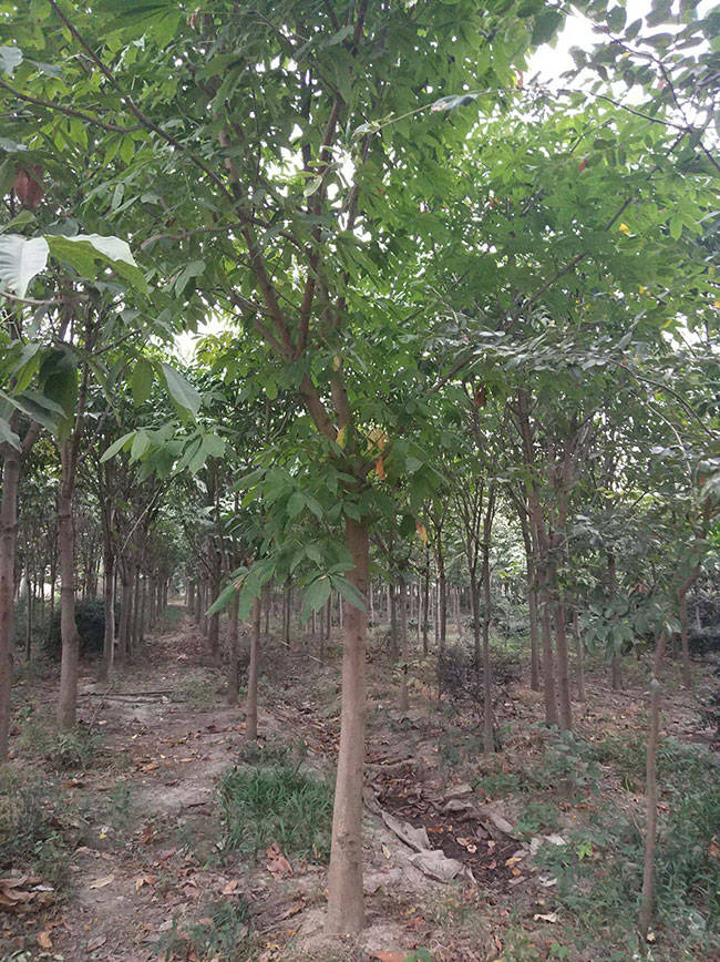 七葉樹苗木價格多少錢一棵?七葉樹種植方法和注意事項