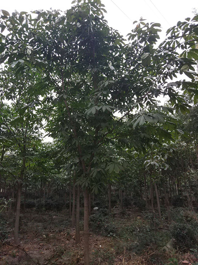 七葉樹苗木價格多少錢一棵?七葉樹種植方法和注意事項