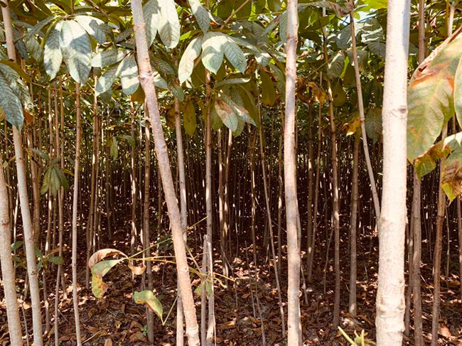 七葉樹苗木價格多少錢一棵?七葉樹種植方法和注意事項