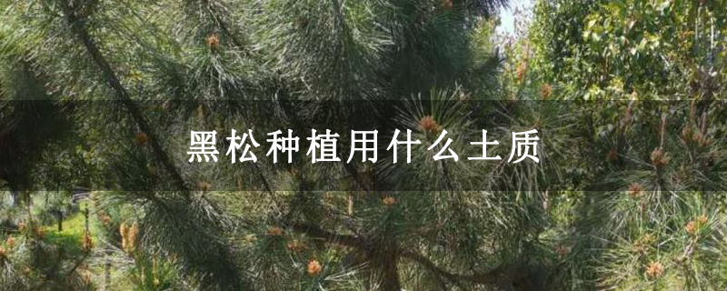 黑松種植用什么土質(zhì)