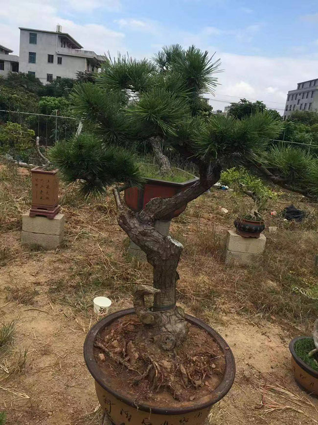 造型黑松價格 造型黑松價格