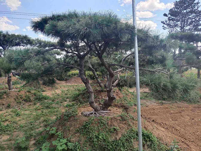 1585032229802677.jpg 造型黑松多少錢一棵?黑松種植方法