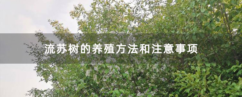 流蘇樹苗圃