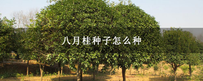 八月桂種子怎么種