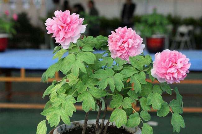 牡丹幾月種植?牡丹種子種植技術(shù) 牡丹幾月種植?牡丹種子種植技術(shù)