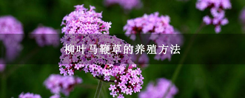 柳葉馬鞭草的養(yǎng)殖方法