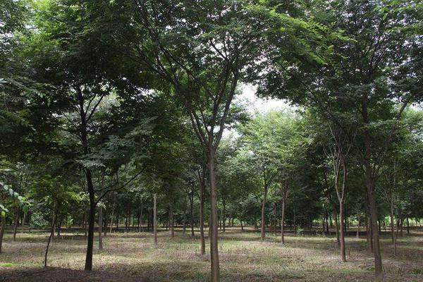 櫸樹基地實拍