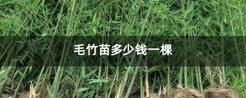 毛竹苗多少錢一棵