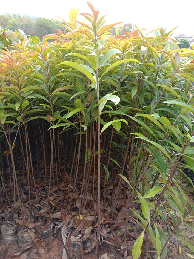 一年生木荷小苗價(jià)格多少，