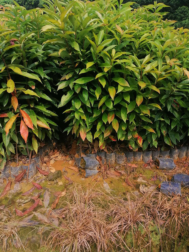 一年生木荷小苗價(jià)格多少，