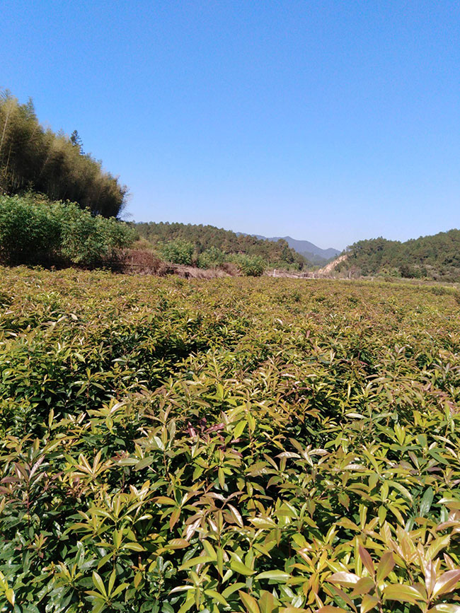 一年生木荷小苗價(jià)格多少，