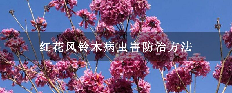 紅花風鈴木病蟲害防治方法 紅花風鈴木病蟲害防治方法