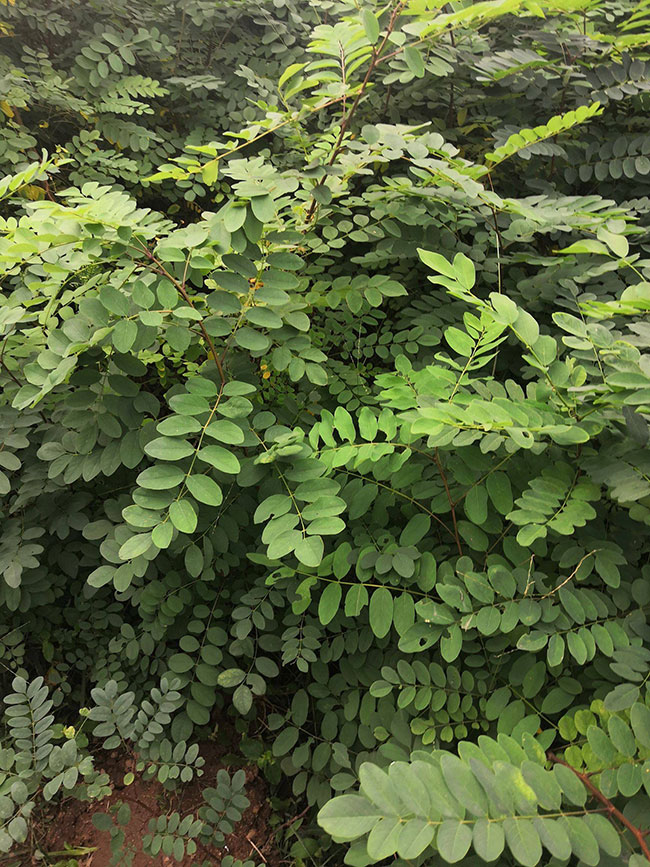 刺槐的價格多少錢一棵?刺槐的種植方法
