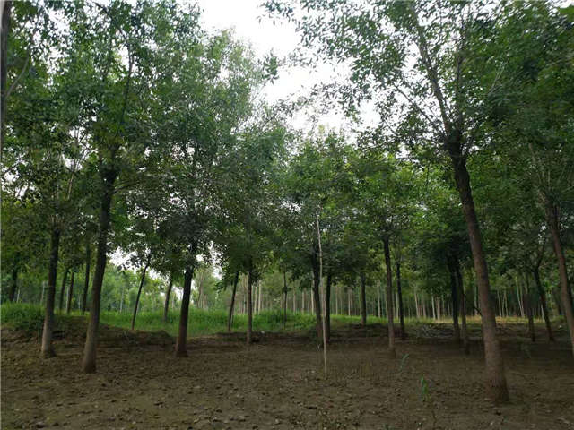 沭陽長(zhǎng)景園林白蠟種植基地實(shí)拍圖片