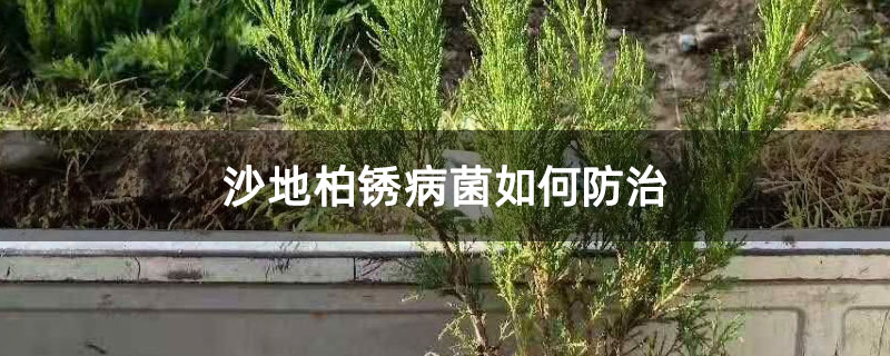 沙地柏銹病菌如何防治 沙地柏銹病菌如何防治