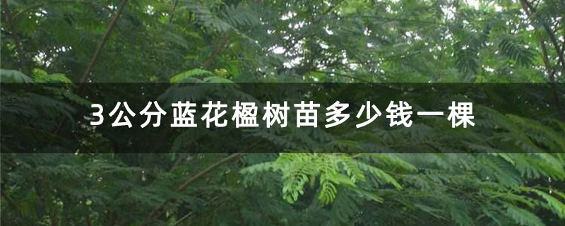 3公分藍花楹樹苗多少錢一棵