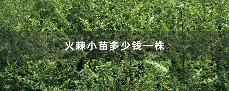火棘小苗多少錢一株