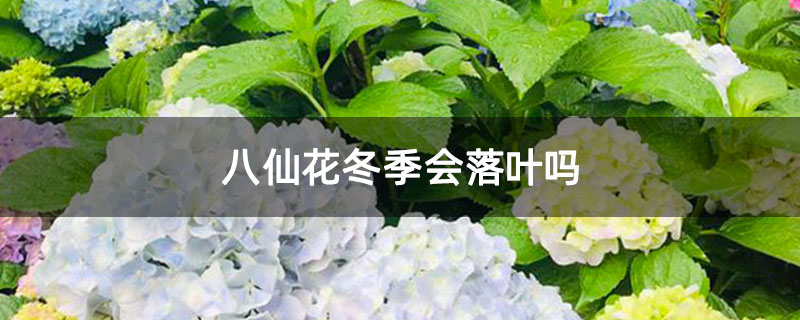 八仙花冬季會落葉嗎