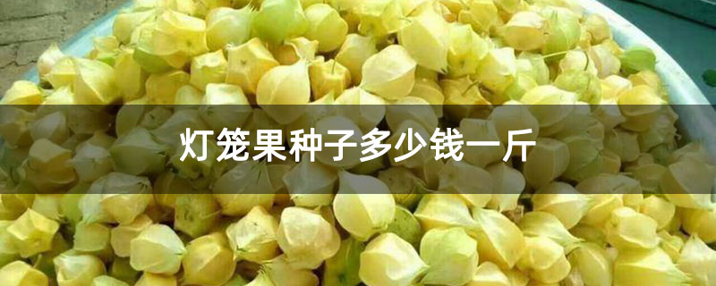燈籠果種子多少錢一斤