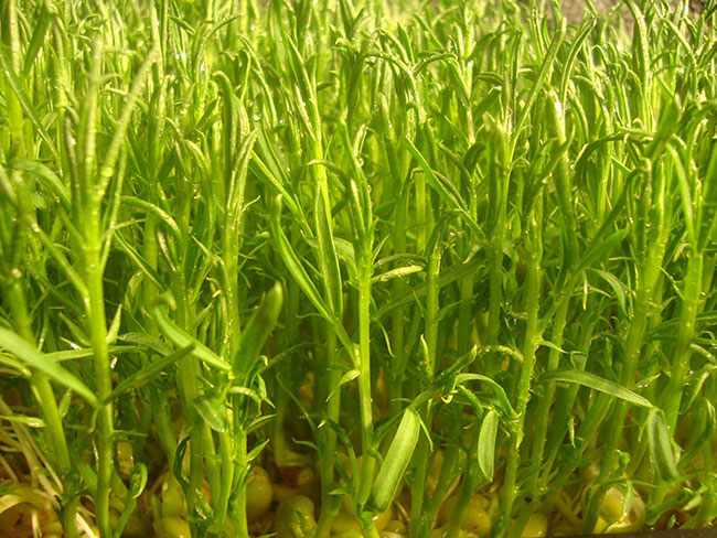 松柳苗怎么種?種植松柳苗技術方法