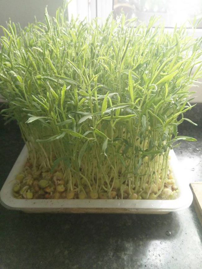 松柳苗怎么種?種植松柳苗技術方法