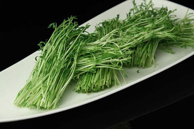 松柳苗怎么種?種植松柳苗技術方法