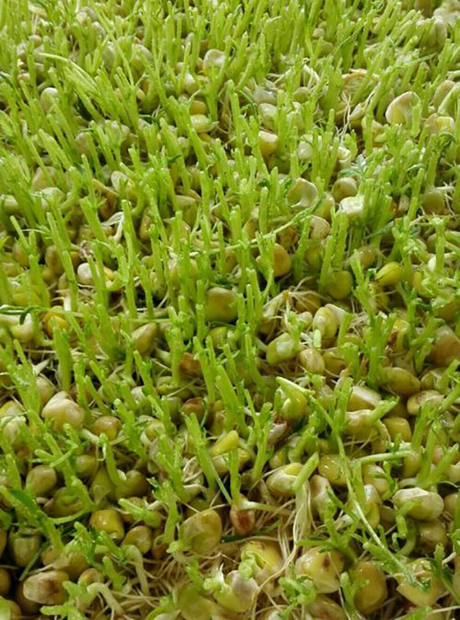 松柳苗怎么種?種植松柳苗技術方法