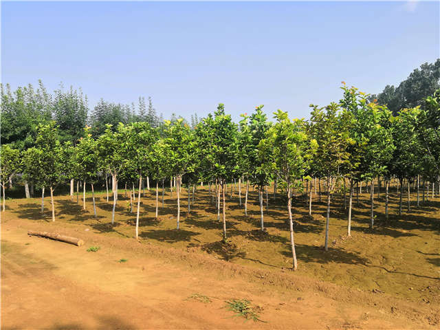 沭陽長景園林白玉蘭種植基地實拍圖片 沭陽長景園林白玉蘭種植基地實拍圖片