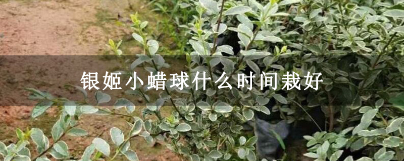 銀姬小蠟球什么時(shí)間栽好