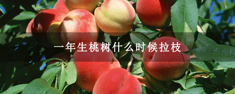 一年生桃樹(shù)什么時(shí)候拉枝 一年生桃樹(shù)什么時(shí)候拉枝