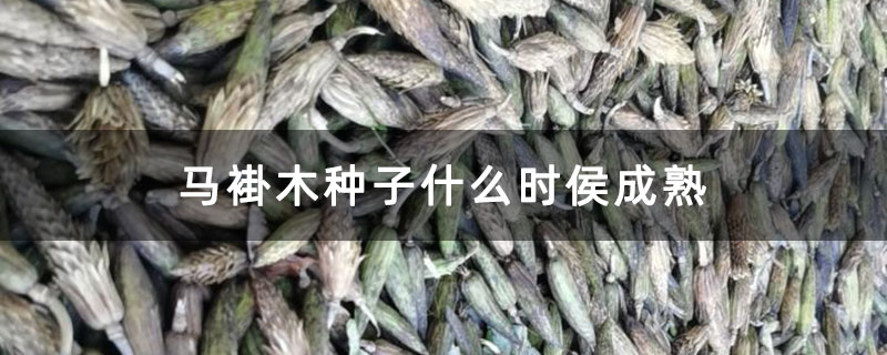 馬褂木種子什么時侯成熟