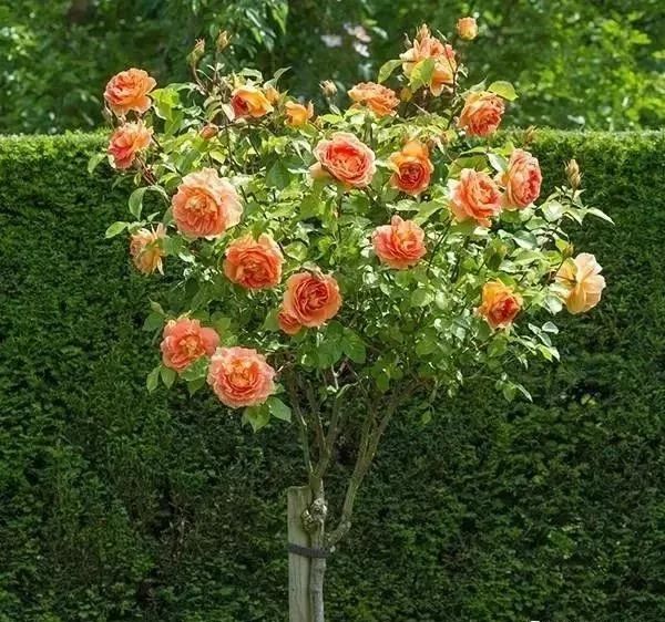 微信圖片_20230211070237.jpg