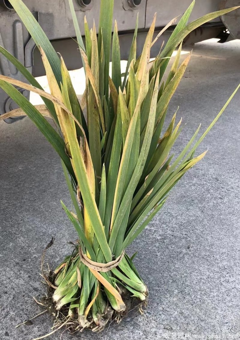 水生鳶尾 水生鳶尾