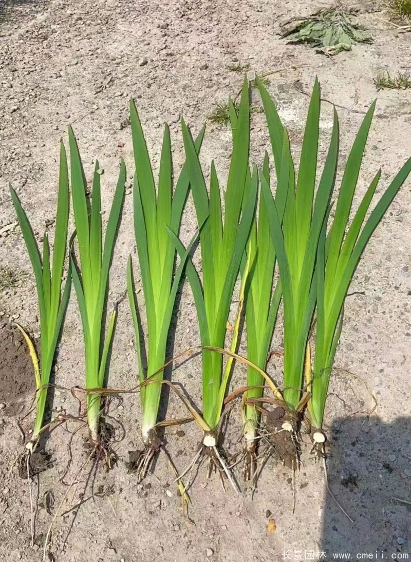 水生鳶尾 水生鳶尾