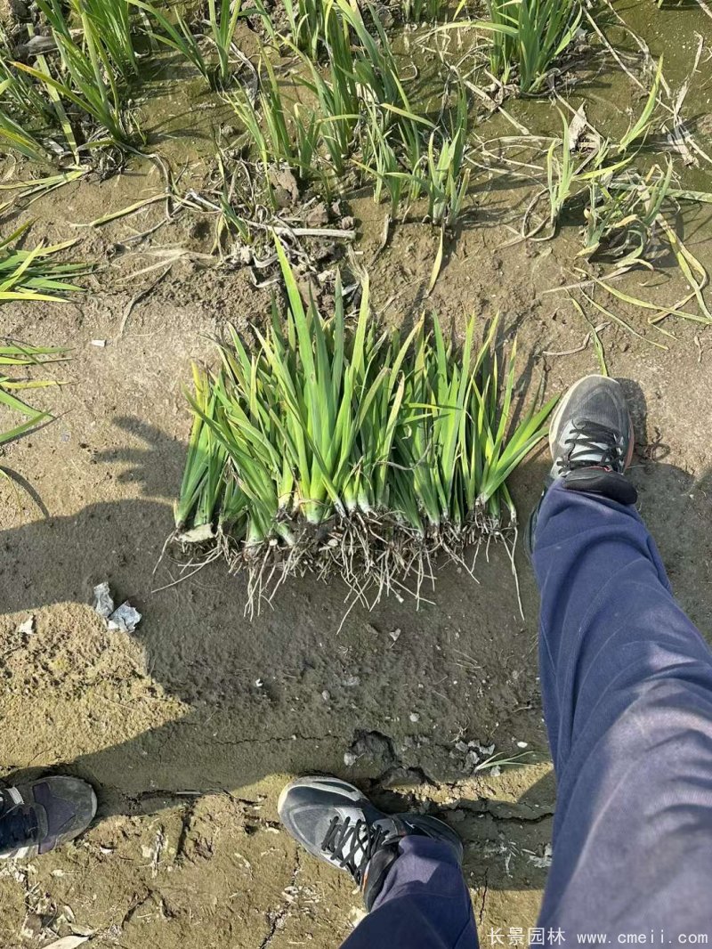 水生鳶尾 水生鳶尾