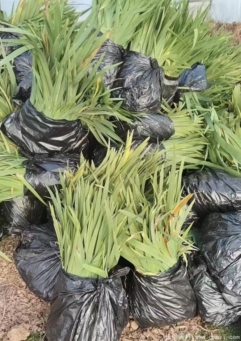 水生鳶尾 水生鳶尾