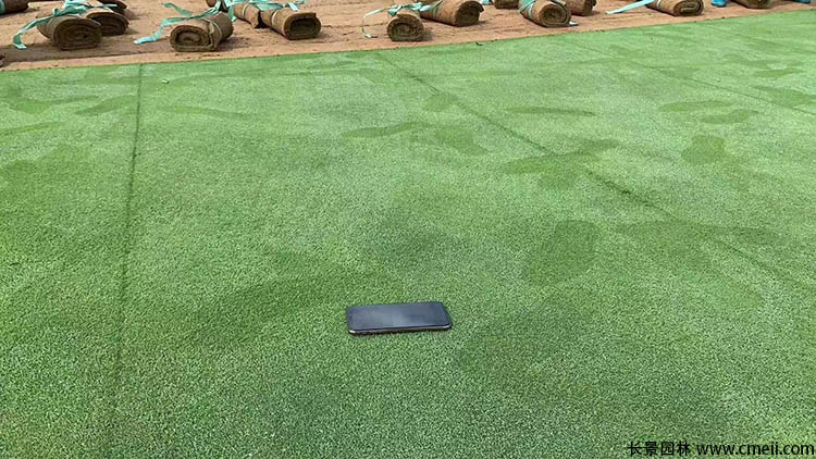 天鵝絨草坪 天鵝絨草坪