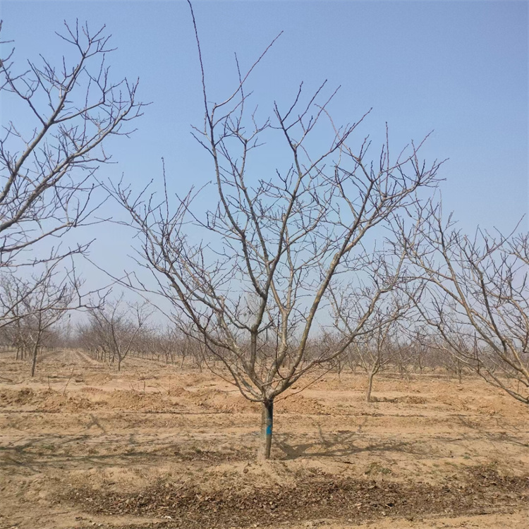 山楂樹(shù)冬天的樣子 山楂樹(shù)冬天的樣子