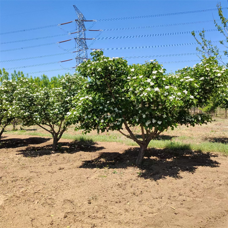 山楂樹(shù)春天開(kāi)花的樣子 山楂樹(shù)春天開(kāi)花的樣子