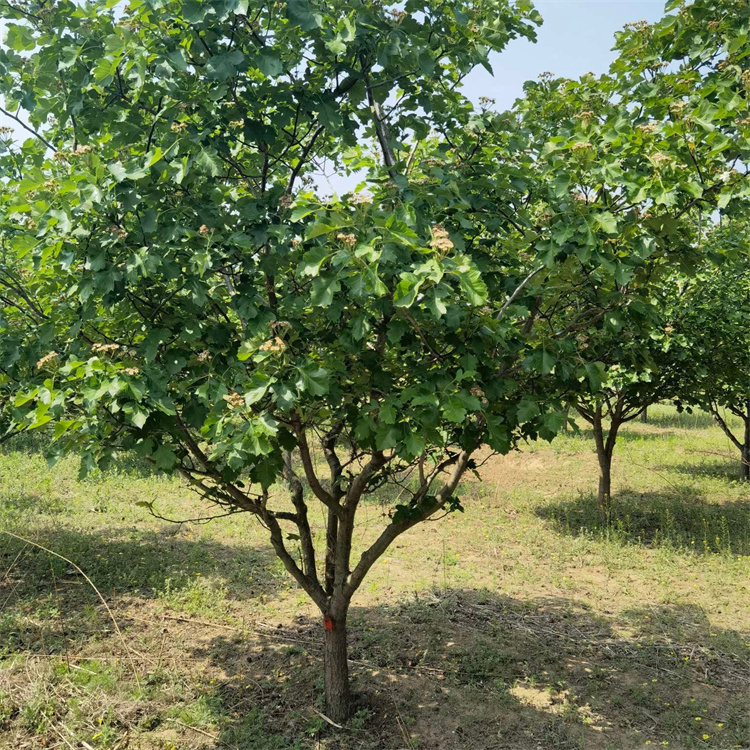 山楂樹(shù) 山楂樹(shù)