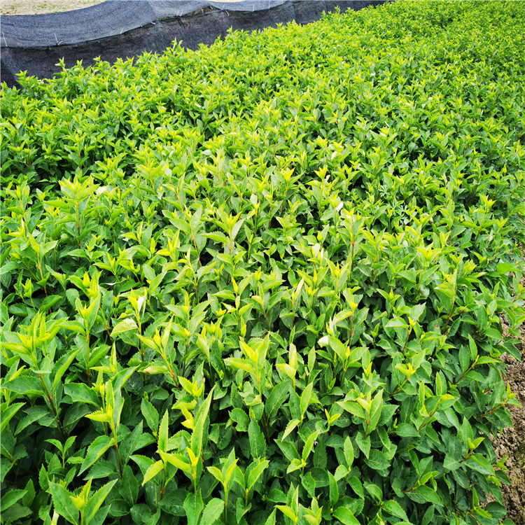 金鐘花小苗床苗幼苗 金鐘花小苗床苗幼苗